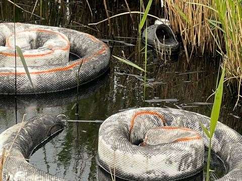 Absorbent booms and a floating Croc at The Fleet in Sheerness