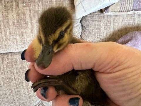 One of the ducklings rescued from The Fleet in Sheerness