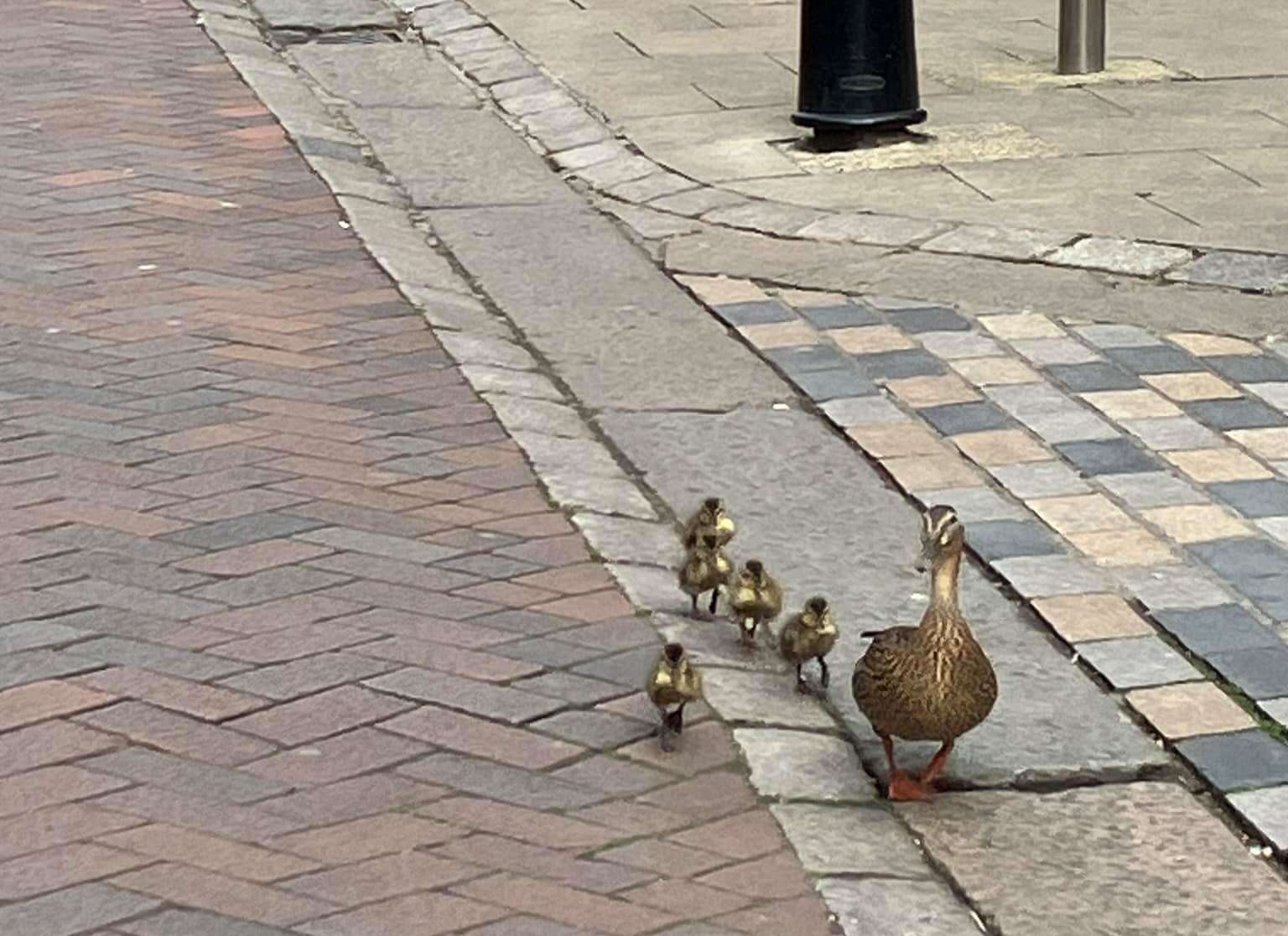 A family of ducks were spotted waddling through Canterbury. Picture: Sharon Patmore